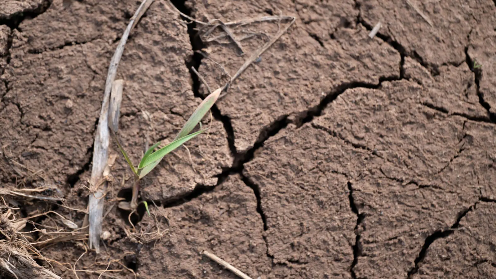 Das Jahr 2025 war in Bayern zu warm und zu trocken. (Symbolbild) (Foto: Pia Bayer/dpa)