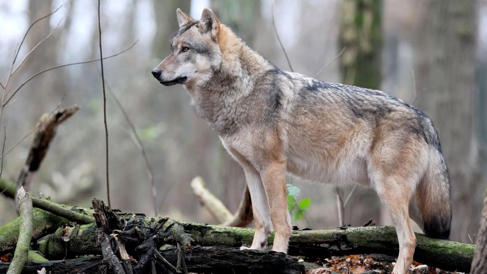 Graue Wölfe, die mit dem Neuroparasiten Toxoplasma gondii infiziert sind, werden mit 46-mal größerer Wahrscheinlichkeit Rudelführer als ihre nicht infizierten Artgenossen. (Foto: Ingo Wagner/dpa)