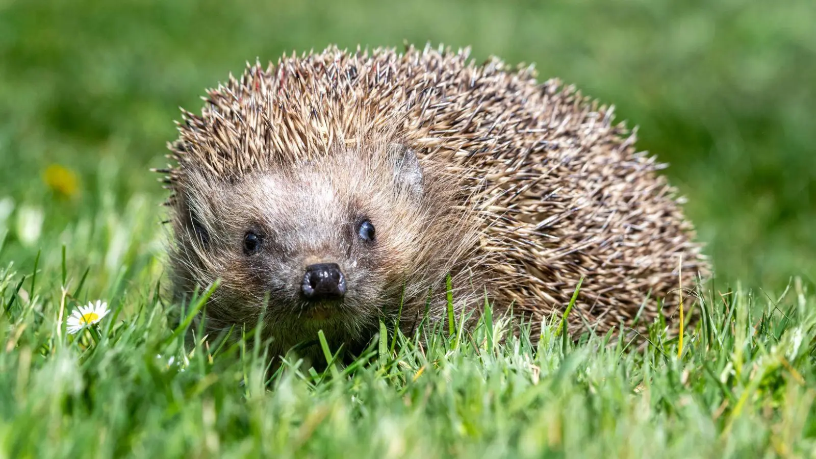 Winterlich fühlt sich dieser Dezember in weiten Teilen Bayerns kaum an. (Archivbild) (Foto: Armin Weigel/dpa)