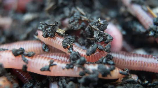 Ein Regenwurm für den Kompost liegt beim Wurmzüchter Bestworm in einer Kiste mit Erde. (Foto: Sebastian Gollnow/dpa)