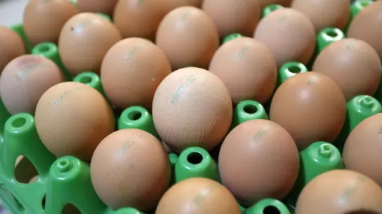 Geflügelhalter rechnen mit weiter steigenden Eierpreisen in Deutschland. (Foto: Matthias Bein/dpa-Zentralbild/dpa)