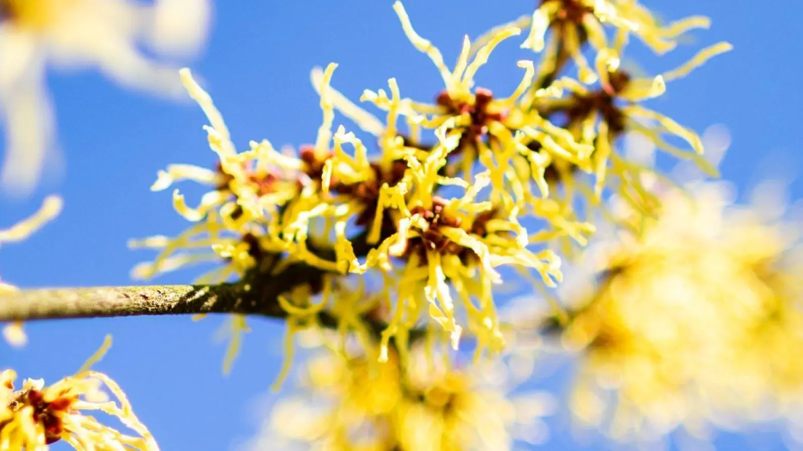 Die Chinesische Zaubernuss (Hamamelis mollis) begeistert schon früh im Jahr mit leuchtend gelben Blüten. Die Blütezeit reicht in Mitteleuropa von Januar bis März. (Foto: Marcel Kusch/dpa)