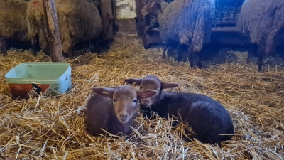 Wenn die Lämmer gefressen haben, ist Zeit, sich auszuruhen. (Foto: Anna Franck)