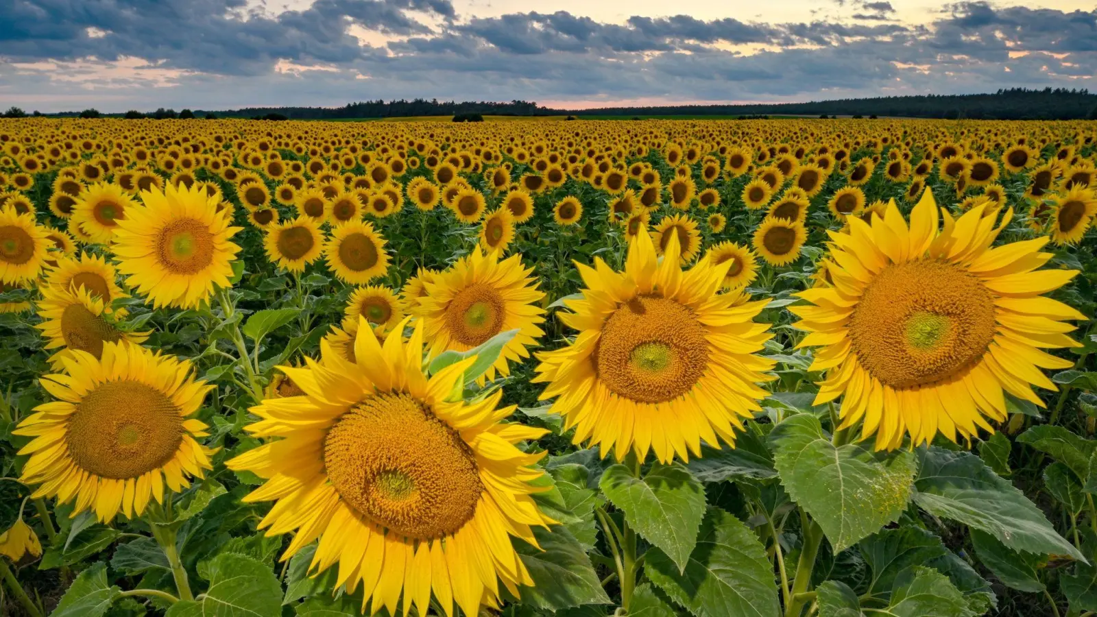 Sonnenblumen in Ostbrandenburg: Die Landwirte in Deutschland haben dieses Jahr deutlich mehr Sonnenblumen angebaut als zuvor. Hintergrund ist der drohende Ausfall von Importen aus der Ukraine. (Foto: Patrick Pleul/dpa)