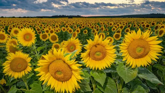 Sonnenblumen in Ostbrandenburg: Die Landwirte in Deutschland haben dieses Jahr deutlich mehr Sonnenblumen angebaut als zuvor. Hintergrund ist der drohende Ausfall von Importen aus der Ukraine. (Foto: Patrick Pleul/dpa)