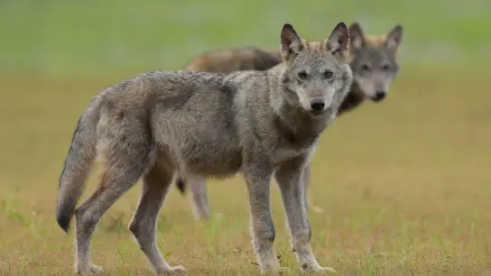 Zwei Wolfswelpen stehen auf einem Feld. (Foto: Torsten Beuster/-/dpa/Symbolbild)