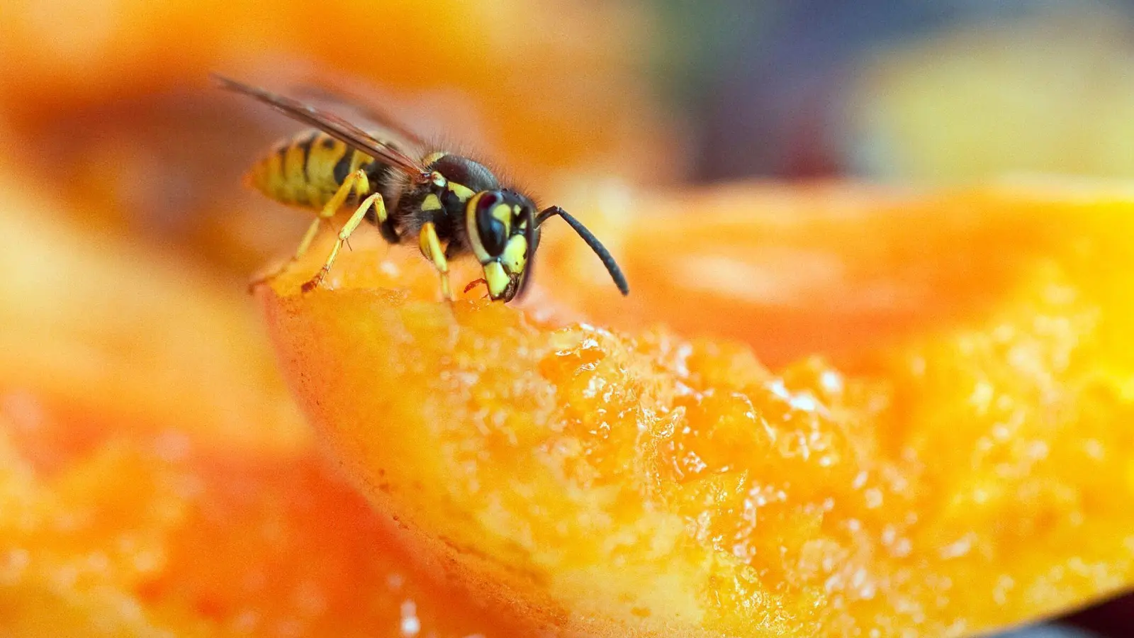 Bloß keine Panik: Machen sich Wespen über das Essen her, sollte man sie vorsichtig mit der Hand oder einem Stück Papier wegschieben. (Foto: Bodo Marks/dpa-tmn)