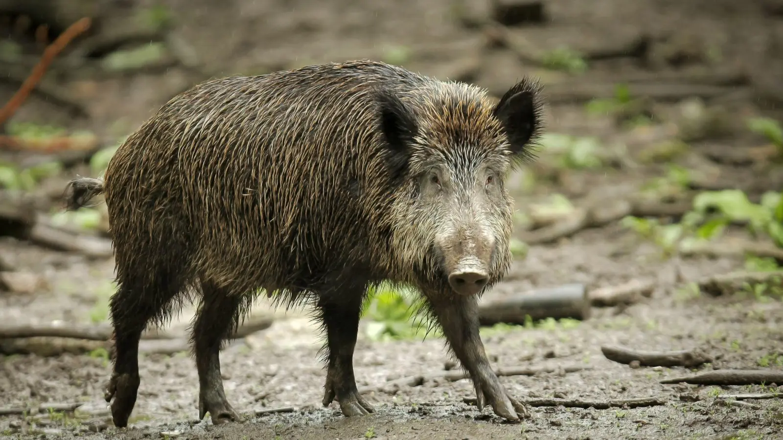 Einmal infizierte Tiere tragen das Virus lebenslang in sich. (Symbolbild) (Foto: Fredrik Von Erichsen/dpa)