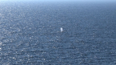Das Foto zeigt vermutlich den Blas, die ausgeatmete Atemluft, des Buckelwals, der am Samstagmorgen in der Nordsee freigesetzt wurde. (Foto: Sebastian Peters/NEWS5/dpa)