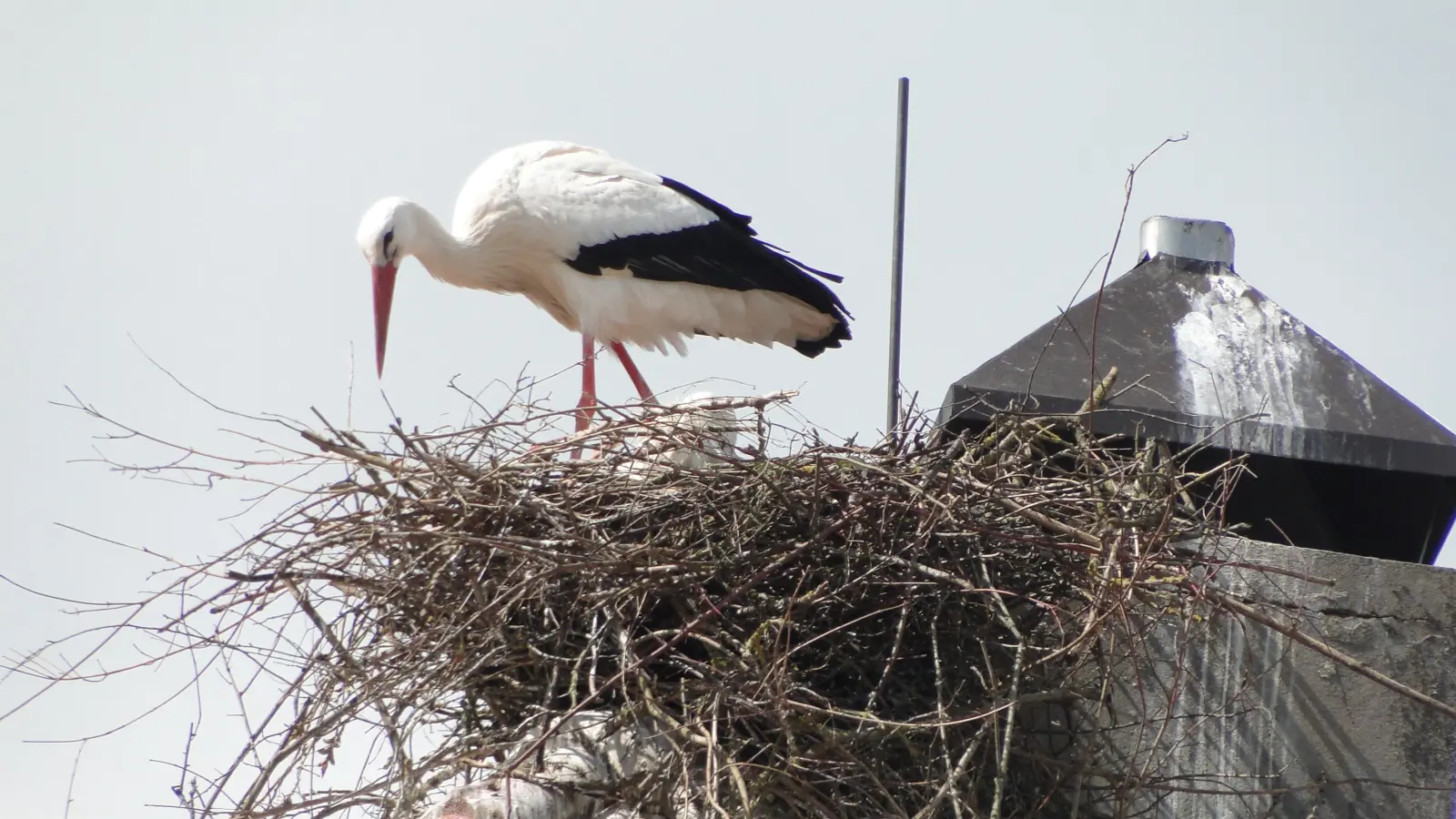Auf dem Dach des katholischen Pfarramtes in Herrieden hat dieser Storch sein Nest gebaut. Weil der Kamin mit einer Haube bewehrt wurde, hat er kurzerhand seinen Horst zwischen Kamin und First platziert.  (Foto: Winfried Vennemann)
