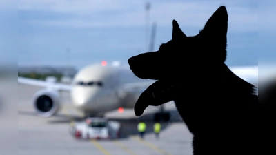 In Italien sind große Hunde an Bord von Flugzeugen nun erlaubt. (Symbolbild) (Foto: Sven Hoppe/dpa)