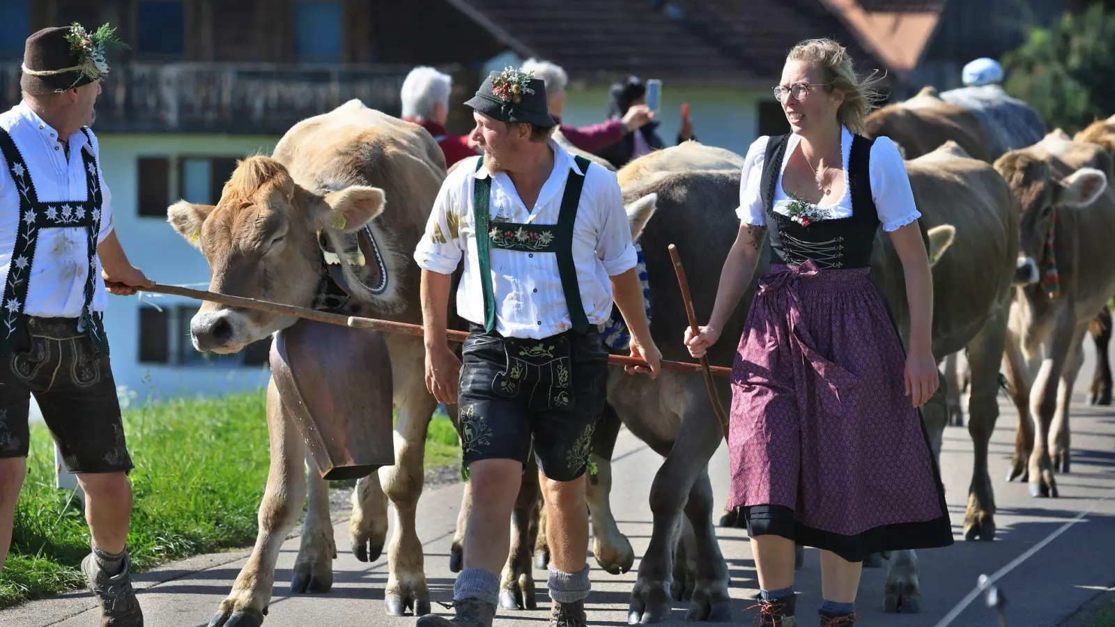 Hirten führen beim Viehscheid in Memhölz ihre Tiere Richtung Tal. (Foto: Karl-Josef Hildenbrand/dpa)
