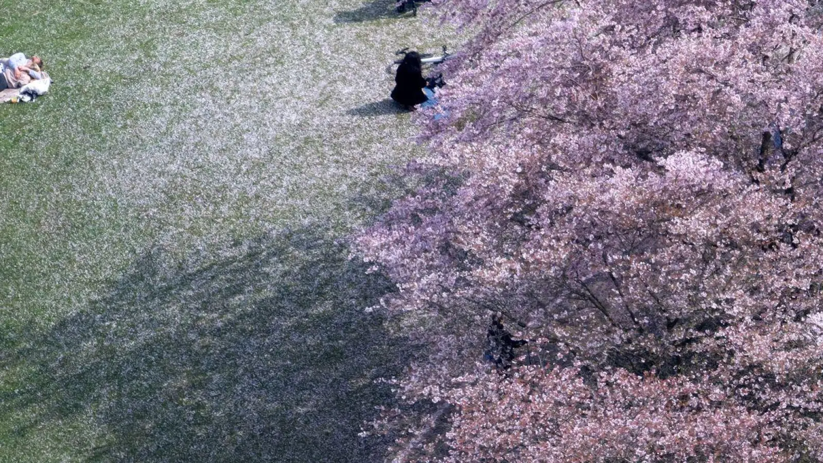 Menschen schauen sich im Olympiapark die Kirschblüten an. (Foto: Sven Hoppe/dpa)