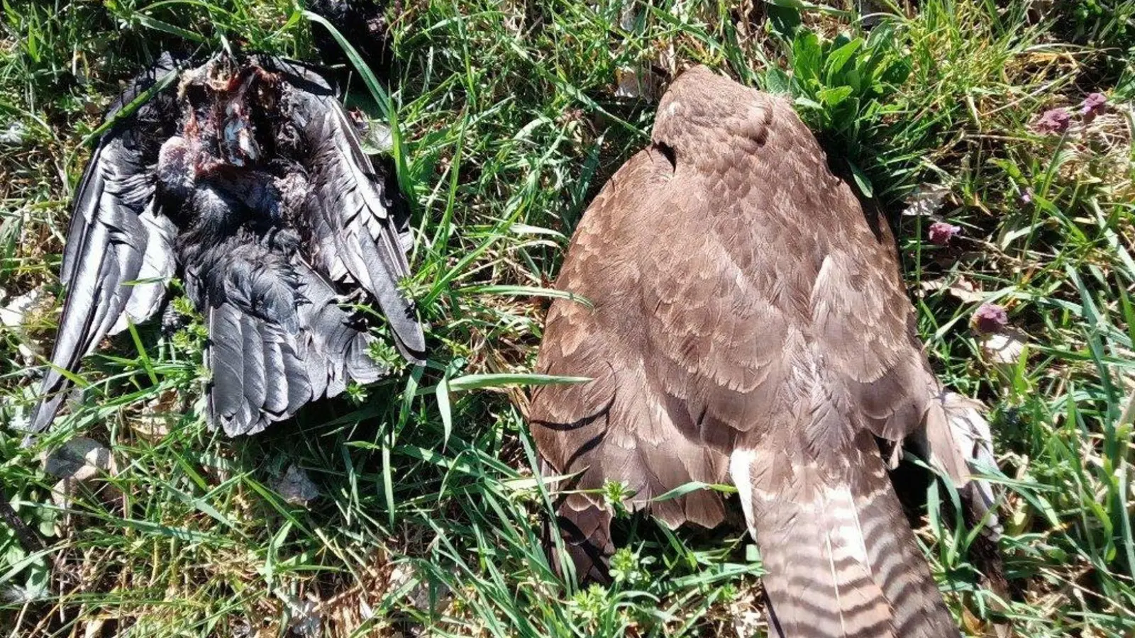 Zwei tote Vögel im oberbayerischen Landkreis Pfaffenhofen - auch sie könnten vergiftet worden sein. (Archivbild)  (Foto: -/Landratsamt Pfaffenhofen an der Ilm/dpa)