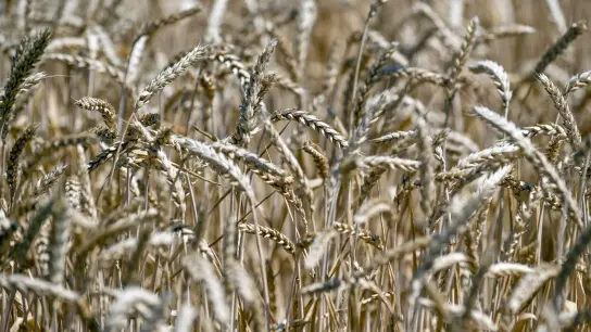 Können bald Millionen Tonnen Getreide aus der Ukraine exportiert werden? (Foto: -/Ukrinform/dpa)