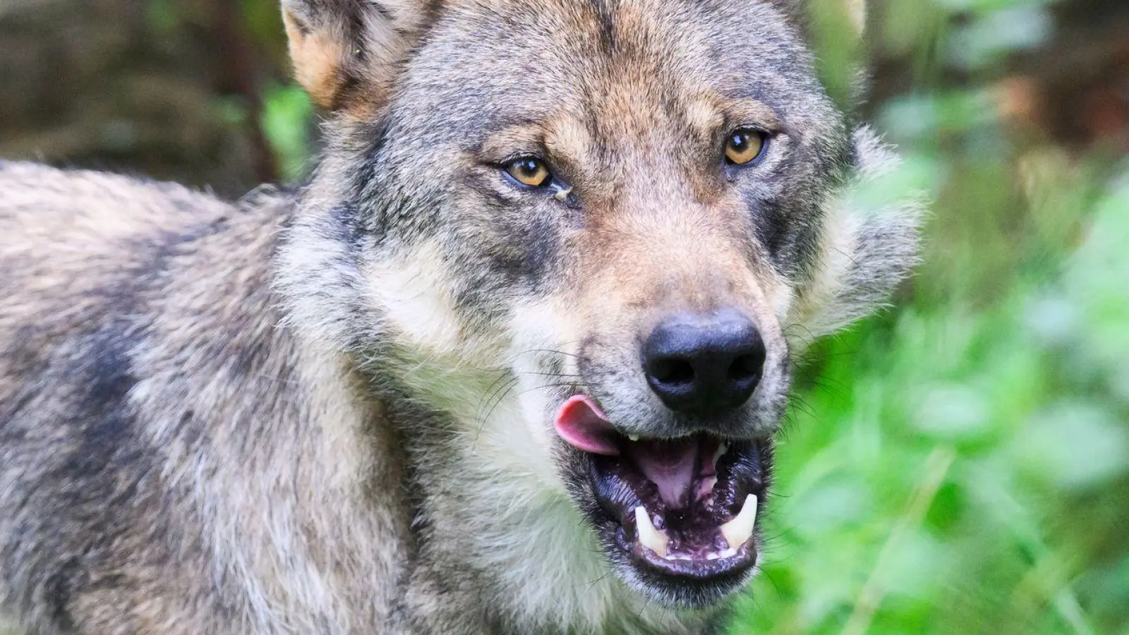 Die Polizei geht davon aus, dass es sich bei dem eingefangenen Wolf um ein zuvor in Blankenese gesichtetes Tier handelt. (Symbolbild) (Foto: Julian Stratenschulte/dpa)