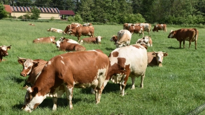 Kühe auf der Weide: Im Segment der Konsummilch steigt aktuell nur noch der Verbrauch von Weidemilch, doch immerhin bleiben die Absatzpreise aktuell stabil. (Foto: Fritz Arnold)