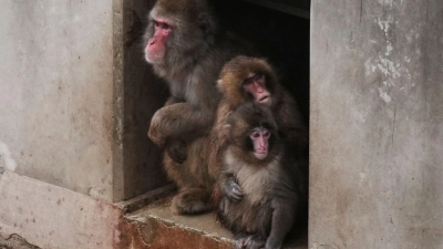 Aus Punch ist ein kleiner Rabauke geworden. (Archivbild)  (Foto: Hiro Komae/AP/dpa)