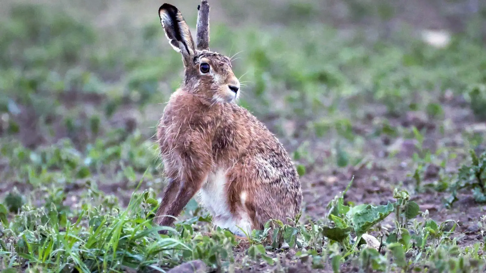 In Deutschland können besonders Feldhasen den Erreger in sich tragen. (Archivbild) (Foto: Thomas Warnack/dpa)