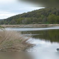Der Scheerweiher ist Ansbachs einziges Naturschutzgebiet. (Foto: Susanne Wolf)