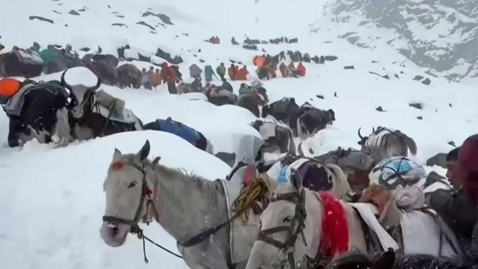 Ochsen und Pferde wurden bei der Suche nach den Wanderern eingesetzt.  (Foto: Lingsuiye/Xinhua/dpa)