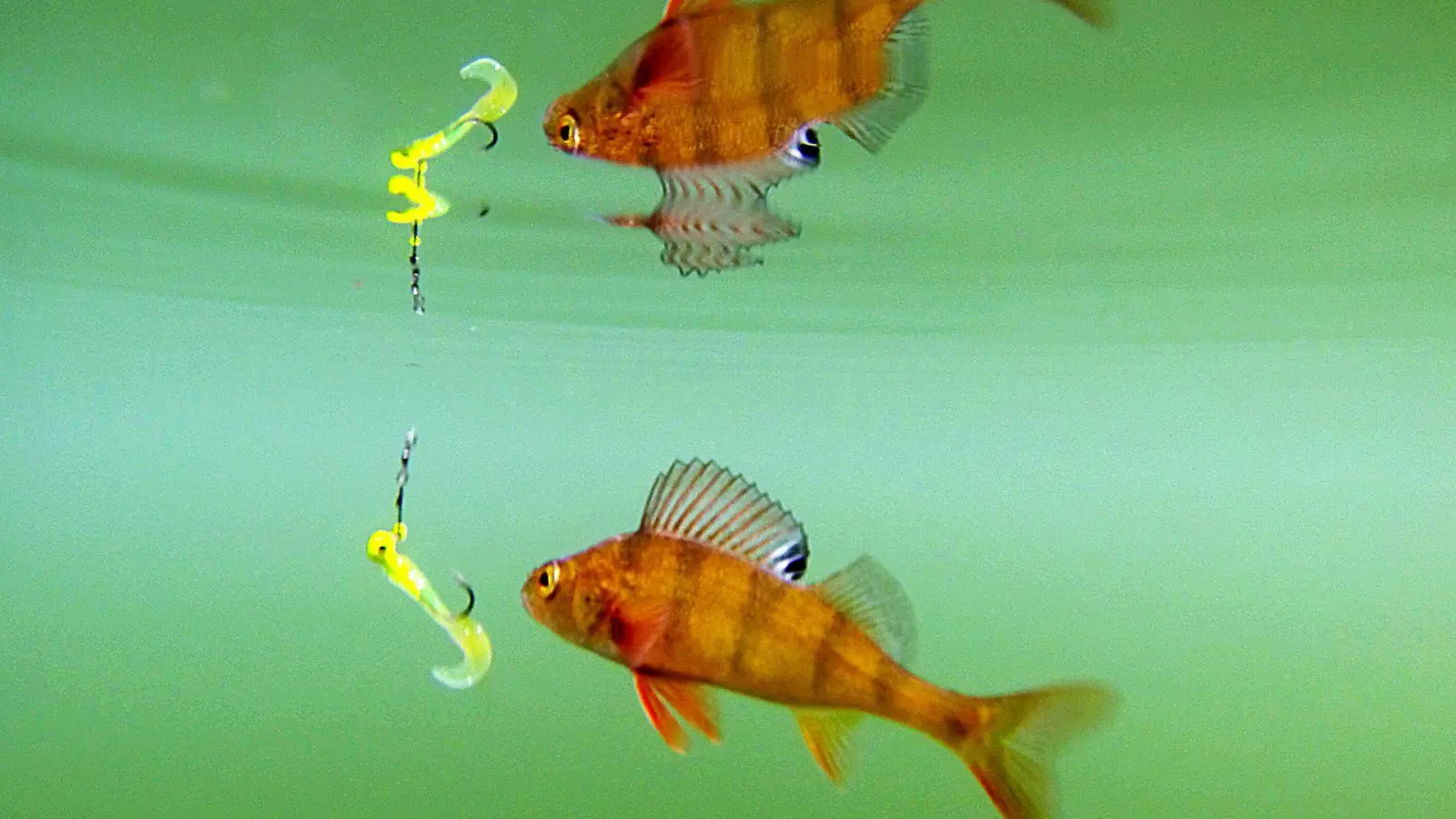 Beißt er an? Kunstköder sind nicht automatisch schlechter als Naturköder.  (Foto: Julian Stratenschulte/dpa/dpa-tmn)