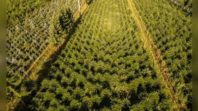Nordmanntannen wachsen in einer Plantage in Sachsen zu Weihnachtsbäumen heran. (Foto: Robert Michael/dpa)