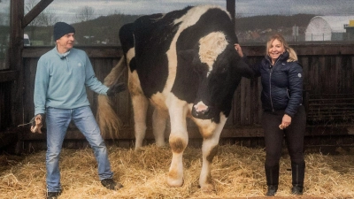 Tanja Übelmesser und Johannes Hermann mit ihrem Herzensochsen Frodo. Was sich auf dem Bild erahnen lässt: Das Tier ist gigantisch groß, mit einer Schulterhöhe von rund 1,90 Metern. (Foto: Evi Lemberger)