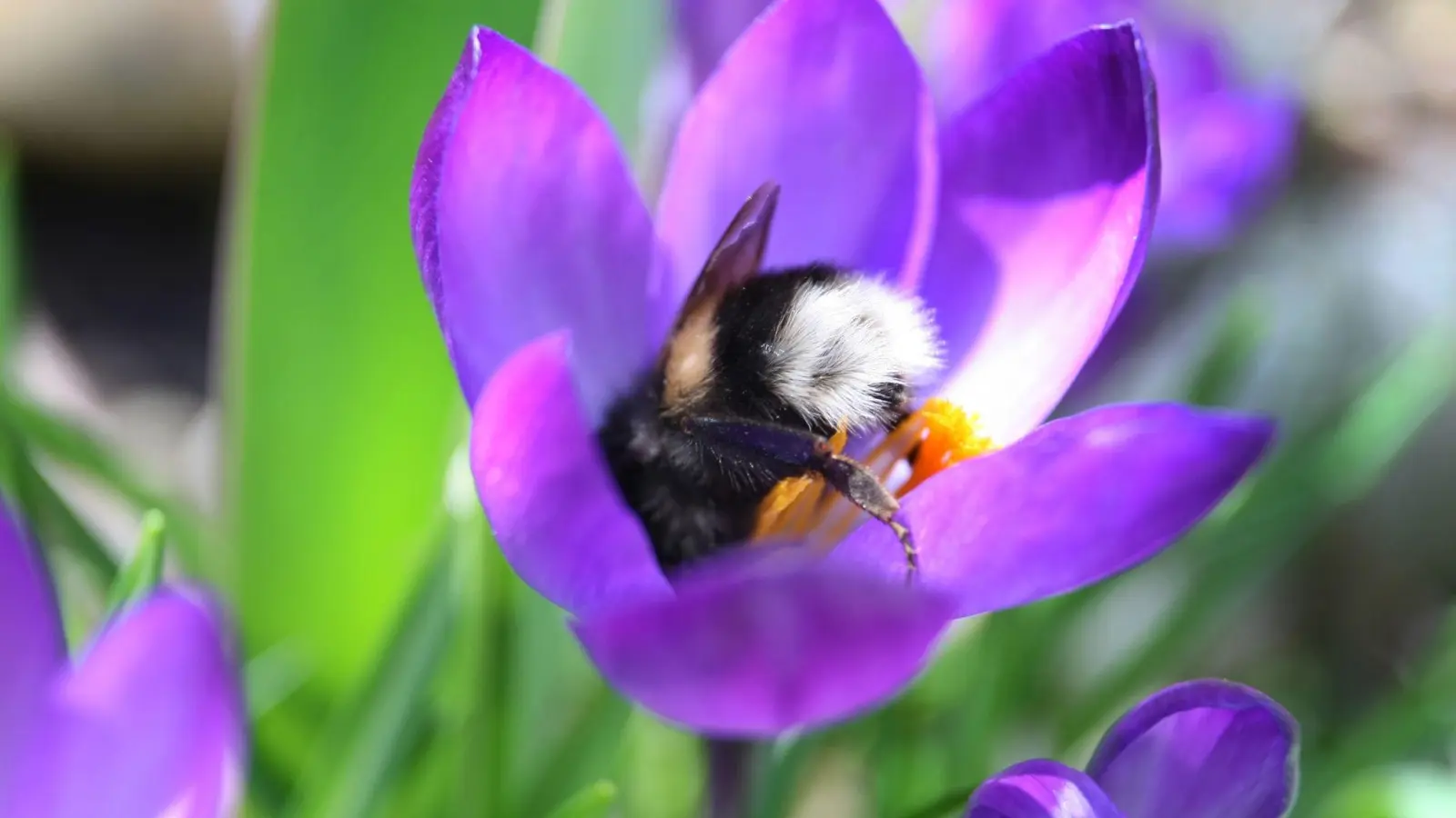 Hummeln brauchen jetzt Pollen - die finden sie zum Beispiel in Krokusblüten in Gärten und auf Balkons. (Foto: Karl-Josef Hildenbrand/dpa/dpa-tmn)