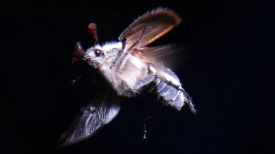 Maikäfer schwirren mit Einbruch der Dunkelheit aus. (Foto: Boris Roessler/dpa)