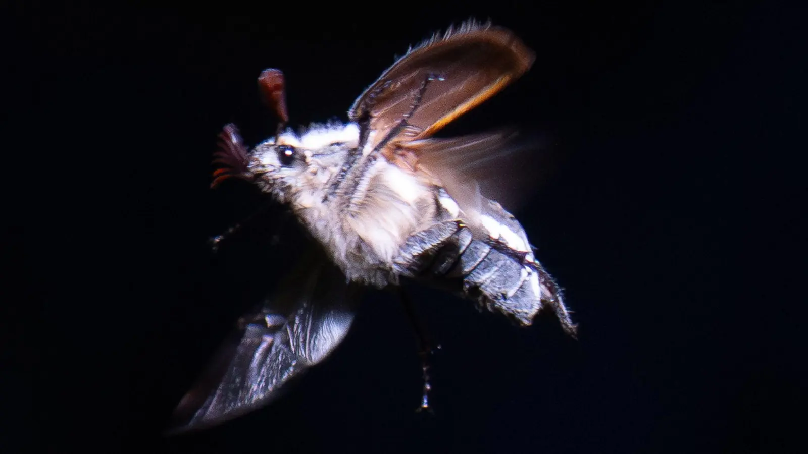 Maikäfer schwirren mit Einbruch der Dunkelheit aus. (Foto: Boris Roessler/dpa)