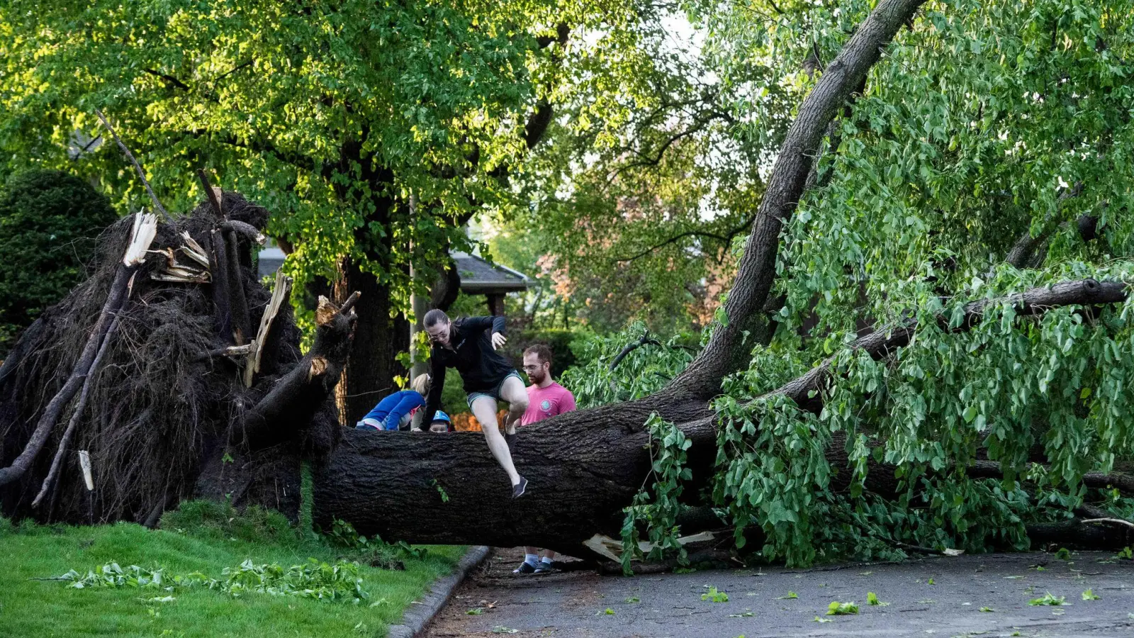 Ein Anwohner klettert über einen Baum, der durch einen schweren Sturm umgestürzt und entwurzelt worden ist. (Foto: Justin Tang/The Canadian Press/AP/dpa)