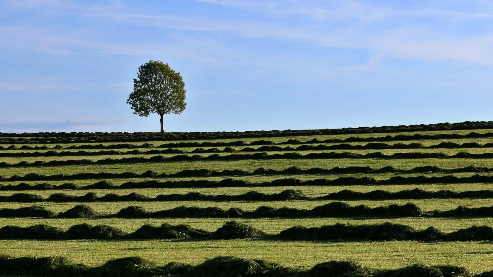 Am Freitag und Samstag wird es sonnig und warm in Bayern. (Symbolbild) (Foto: Karl-Josef Hildenbrand/dpa)