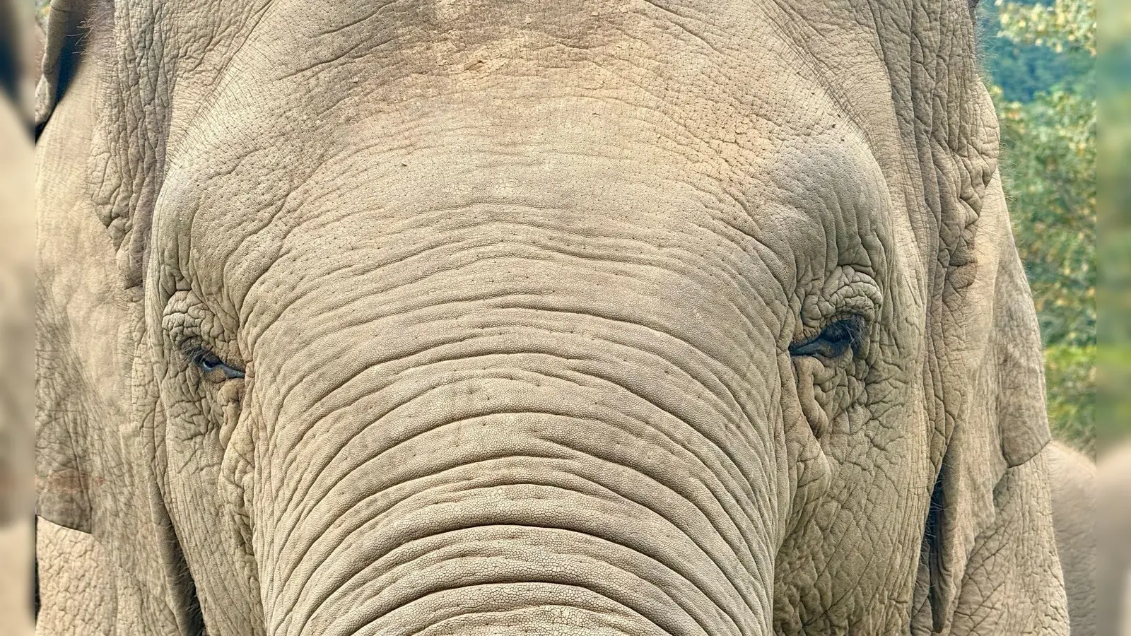 Anwohner vermuten, der Elefant könnte „einen Geschmack für menschliche Nahrung entwickelt“ haben. (Archivbild) (Foto: Carola Frentzen/dpa)