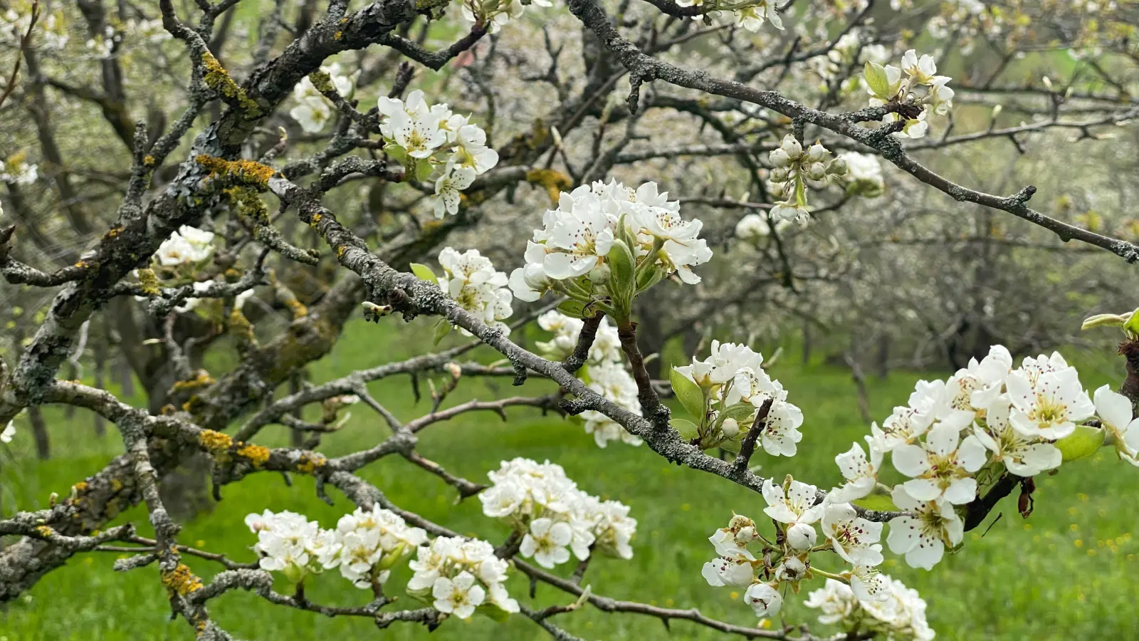 Die blühenden Birnbäume laden zu einem farbenfrohen Spaziergang. (Foto: Manfred Blendinger)