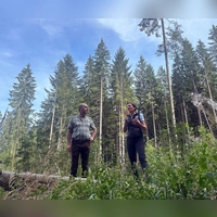 Der Borkenkäfer hat in diesem Sommer bisher weniger Schäden im Bayerischen Wald angerichtet als in früheren Jahren. (Foto: Ute Wessels/dpa)