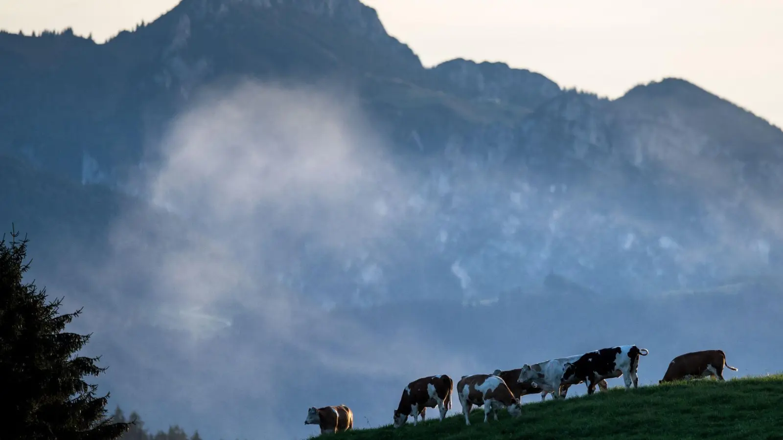 Die Kinder verliefen sich an der Hochplatte. (Symbolbild) (Foto: picture alliance / dpa)