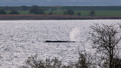 Das Umweltministerium Mecklenburg-Vorpommern hat entschieden, den Wal vor der Insel Poel weiter in Ruhe zu lassen. (Archivbild) (Foto: Marcus Golejewski/dpa)