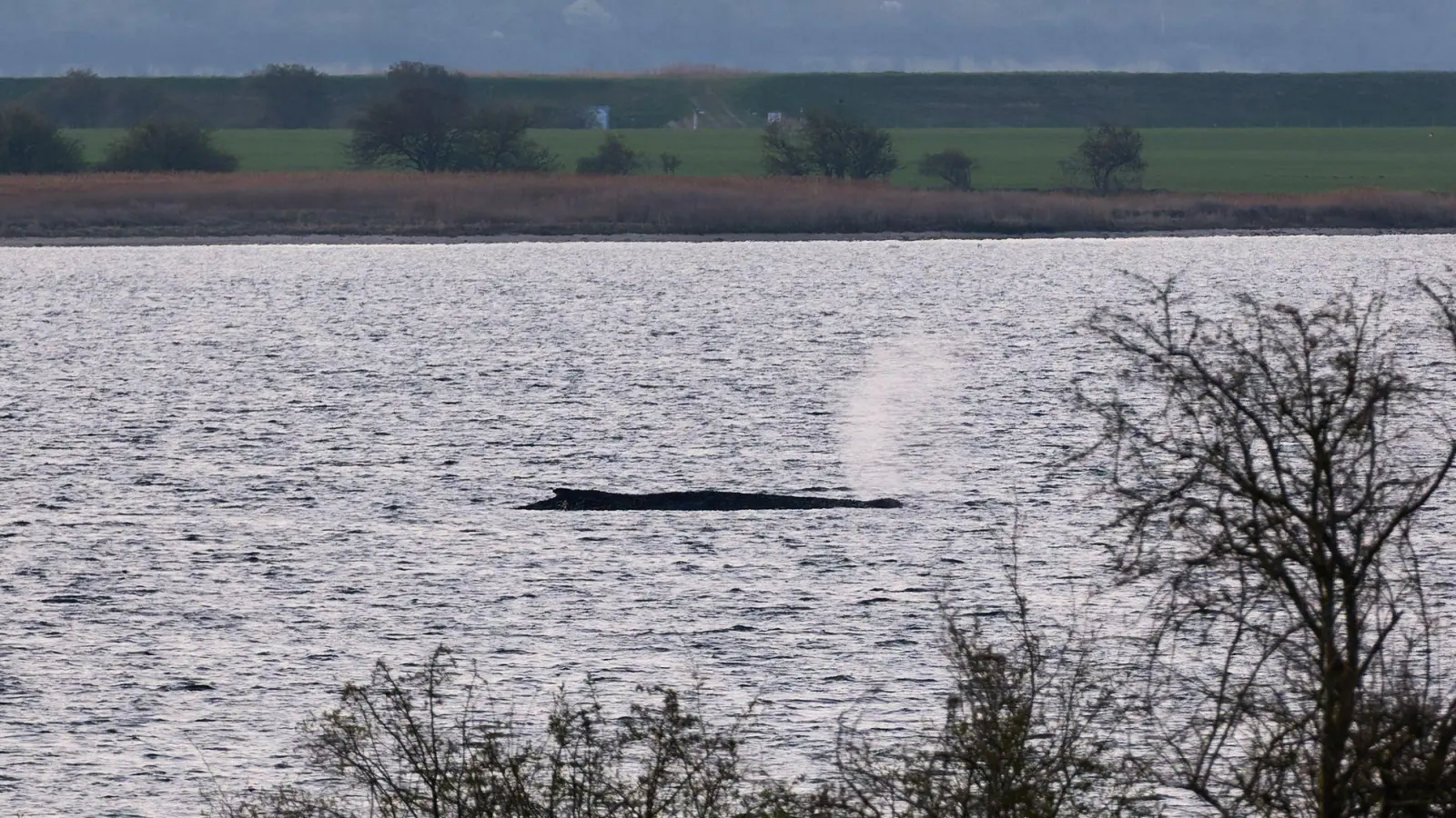 Das Umweltministerium Mecklenburg-Vorpommern hat entschieden, den Wal vor der Insel Poel weiter in Ruhe zu lassen. (Archivbild) (Foto: Marcus Golejewski/dpa)