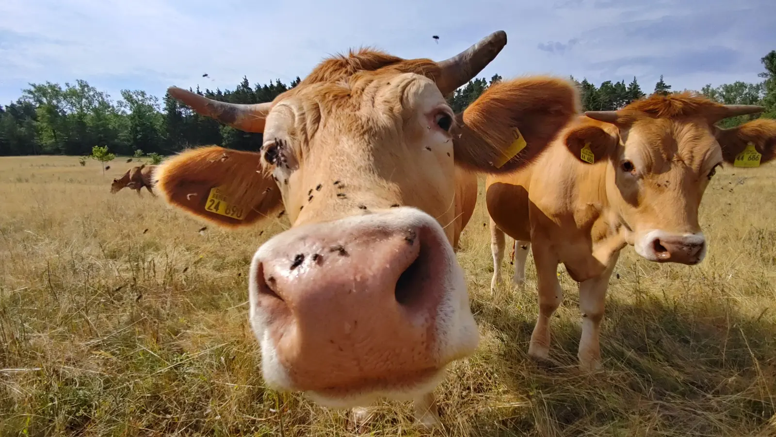 Rinder beweiden derzeit schon eine Fläche in der Gräf, die als Ausgleichsfläche für bereits abgeschlossene Bauvorhaben der Stadt diente. Der Wald drumherum soll nun zum Mittelwald umgebaut werden. (Foto: Katrin Merklein)