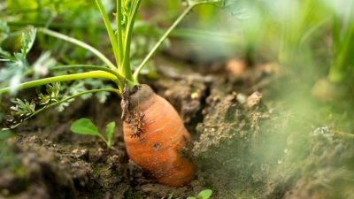 Saisonbeginn im Garten: Jetzt ist die richtige Zeit, Beete zu planen und erste Aussaaten vorzubereiten. (Foto: Monika Skolimowska/dpa/dpa-tmn)