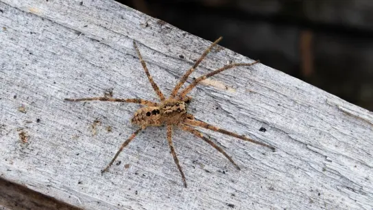 Die aus dem Mittelmeergebiet stammende Nosferatu-Spinne hat sich inzwischen fast deutschlandweit ausgebreitet. (Foto: Robert Pfeifle/Nabu/dpa)