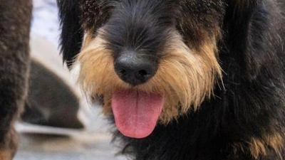 2026 soll es in Regensburg wieder eine Dackelparade geben. (Archivbild) (Foto: Armin Weigel/dpa)