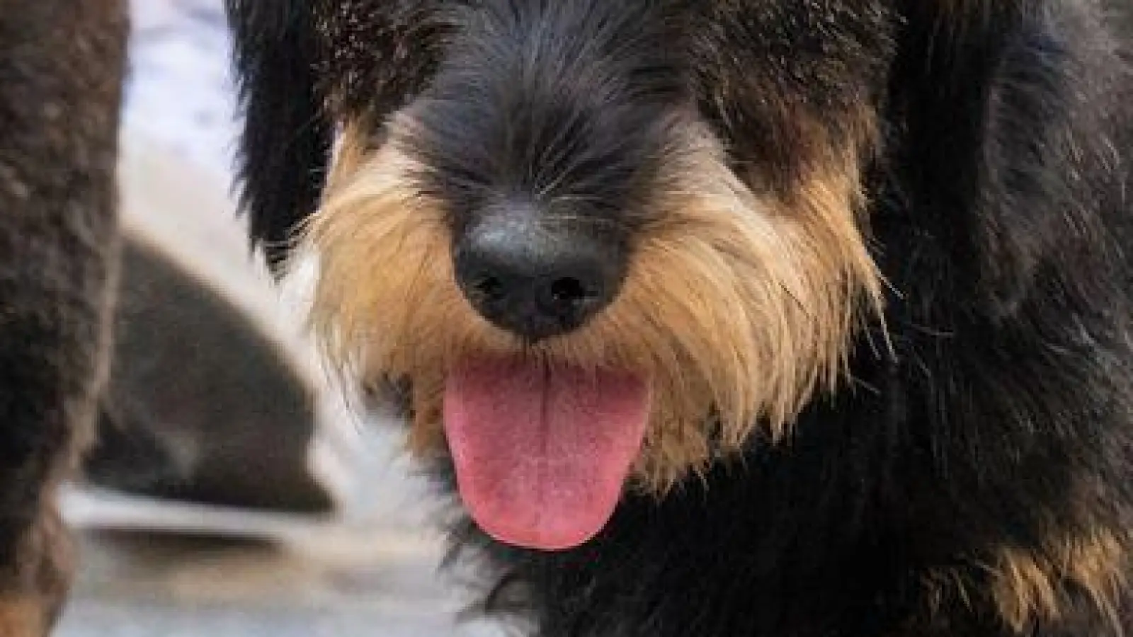 2026 soll es in Regensburg wieder eine Dackelparade geben. (Archivbild) (Foto: Armin Weigel/dpa)