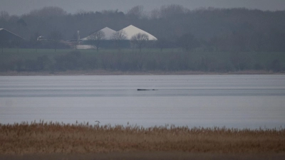 Greenpeace hofft, dass sich der Wal selbst befreien kann.  (Foto: Philip Dulian/dpa)