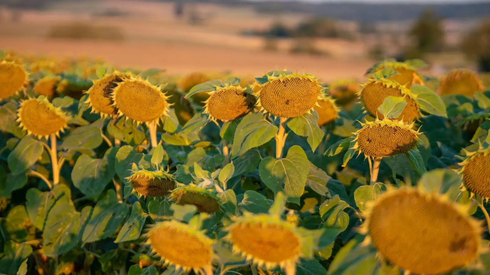Sonnenblumen stehen auf einem Feld. (Foto: Stefan Puchner/dpa/Archivbild)