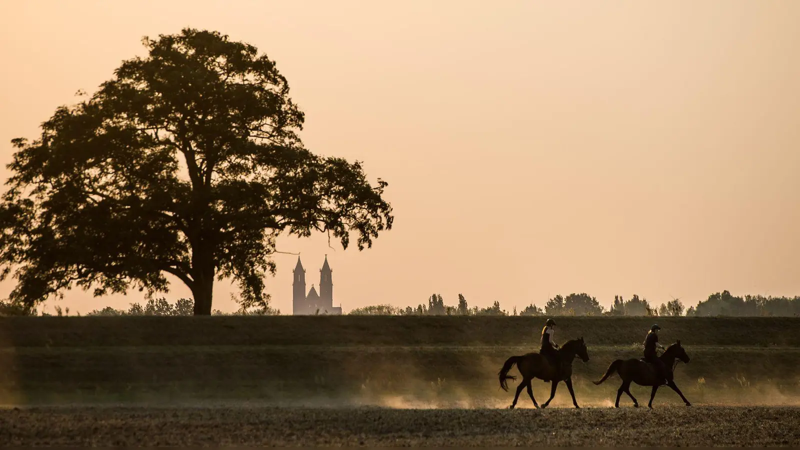 Zwei Pferde laufen mit ihren Reitern am 13.08.2015 über ein Feld bei Klein Gübs (Sachsen-Anhalt), einem Ort bei Magdeburg, und wirbeln hinter sich Staub auf. Im Hintergrund zeichnet sich die Silhouette des Magdeburger Doms vor dem von der Abendsonne verfärbten Himmel ab. Foto\ Lukas Schulze/dpa +++(c) dpa - Bildfunk+++ (zu dpa: «Rauch kanadischer Waldbrände trifft Europa») (Foto: Lukas Schulze)