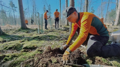 Im Wald sind sie zur Zeit häufiger zu sehen: Forstwirte, die neue Bäume setzen. Unter guten Bedingungen bringt ein Azubi am Tag bis zu 100 Pflanzen in die Erde. (Foto: Daniela Ramsauer)