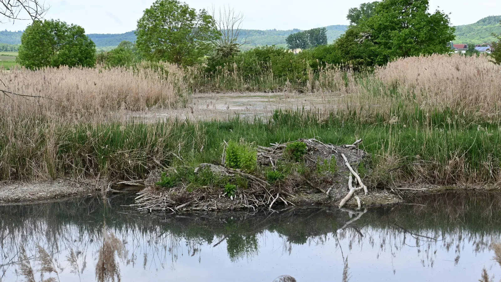 Die Teiche beim Sugenheimer Ortsteil Ingolstadt haben Wasserprobleme. Der Vorteil dort: Die Biberburg ist mittlerweile unbewohnt. (Foto: Judith Marschall)