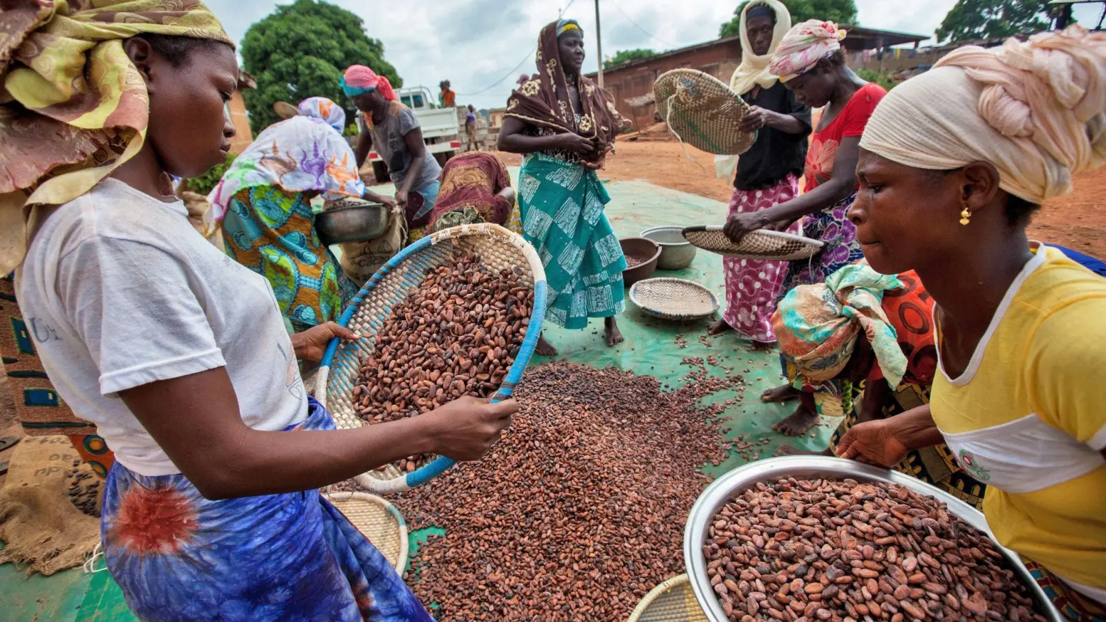 Kakaobäuerinnen in der Elfenbeinküste. (Foto: TransFair e.V./ Sean Hawkey/TransFair e.V./obs)
